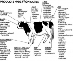 products-made-from-cattle-2